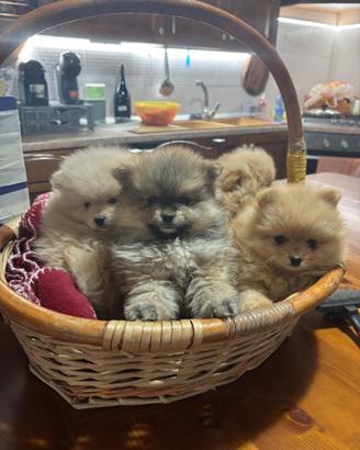 Spitz nano volpino Pomerania