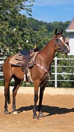 Cavallo