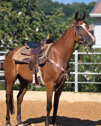 Cavallo