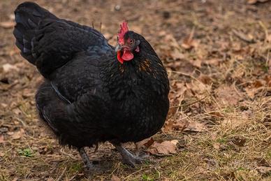 Galline