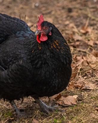 Galline