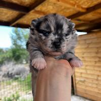Pomsky merlè