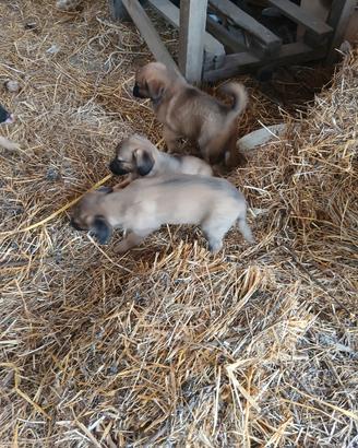 Cuccioli meravigliosi