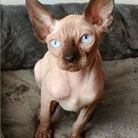 Cucciolo Gattino Maschio ELFO STRAIGHT SPHYNX GATT