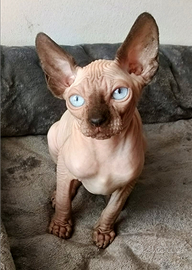 Cucciolo Gattino Maschio ELFO STRAIGHT SPHYNX GATT