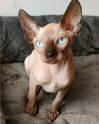Cucciolo Gattino Maschio ELFO STRAIGHT SPHYNX GATT