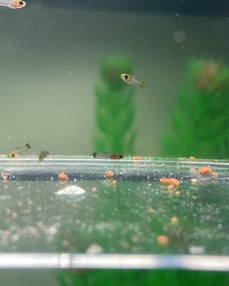 Guppy Portaspada