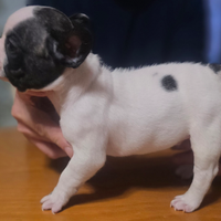 Cuccioli Bulldog Francese