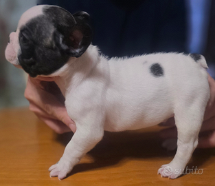 Cuccioli Bulldog Francese