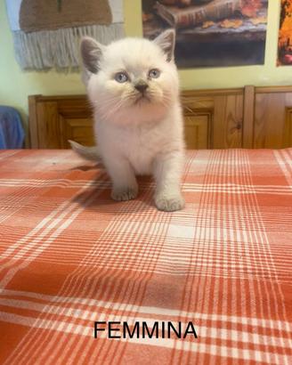 Cuccioli Scottish lilac point