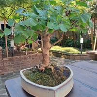 bonsai ginkgo