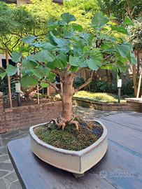 bonsai ginkgo