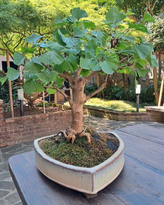 bonsai ginkgo