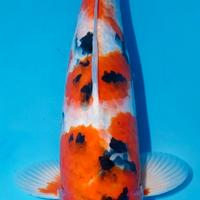 Carpa Koi sanke