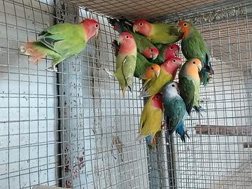 Inseparabili