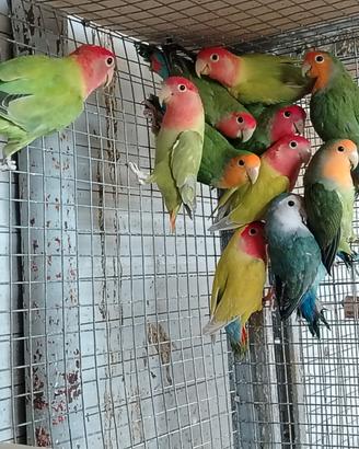 Inseparabili
