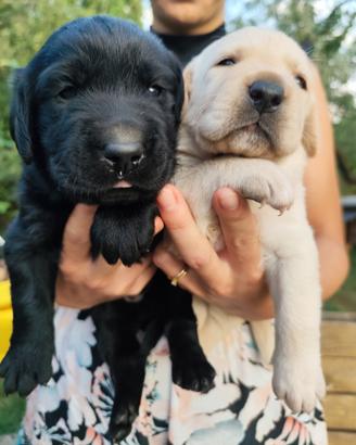 Splendidi cuccioli di Labrador