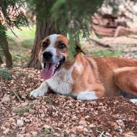 Concita 7 anni sta in canile