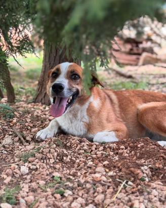 Concita 7 anni sta in canile