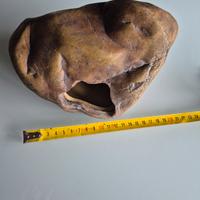 Tana umida exoterra L 