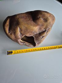 Tana umida exoterra L 