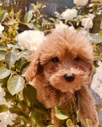 Vasta scelta di Maltipoo