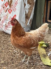 Galline livornesi