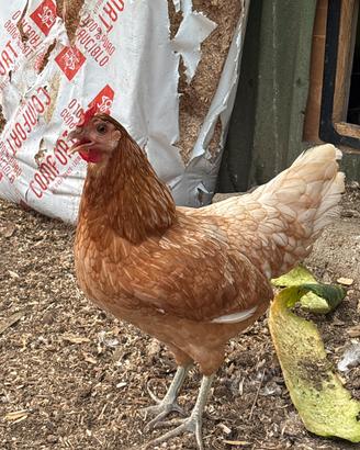 Galline livornesi