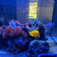 Acquario marino 350 litri  con pesci