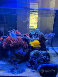 Acquario marino 350 litri  con pesci