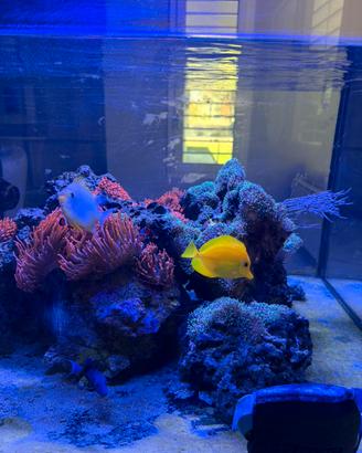 Acquario marino 350 litri  con pesci