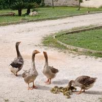 Coppia oca di Tolosa