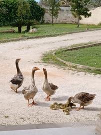 Coppia oca di Tolosa