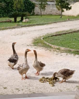 Coppia oca di Tolosa