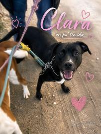 Clara staffina dagli occhi dolci