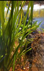 Vallisneria leopard