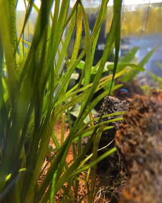 Vallisneria leopard