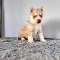 Siberian Husky con pedigree enci