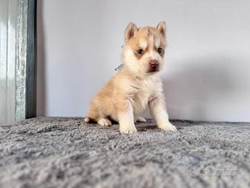Siberian Husky con pedigree enci