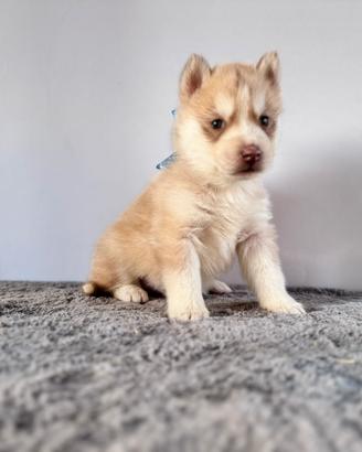 Siberian Husky con pedigree enci
