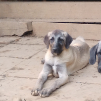 Cuccioli Kangal