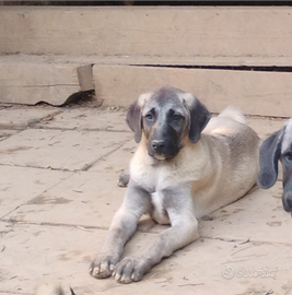 Cuccioli Kangal