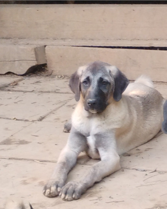 Cuccioli Kangal