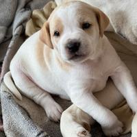 Piccoli animali da compagnia ??