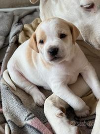 Piccoli animali da compagnia ??