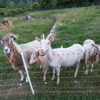 Capre Toggemburg , Saanen, incroci