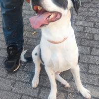 Shiro femmina di amstaffina