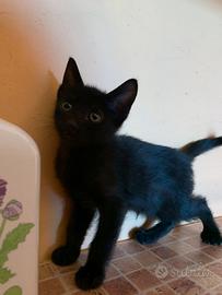 Gattina nera