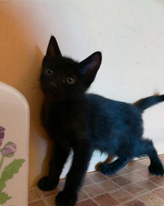 Gattina nera