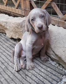 cuccioli di weimaraner 